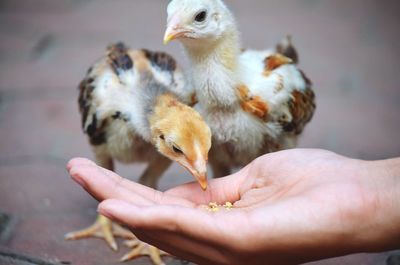 Close-up of eating food