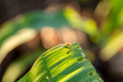 Close-up of insect on leaf