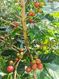 Close-up of berries growing on tree