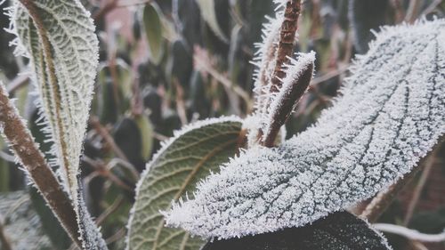 Close-up of plant against blurred background