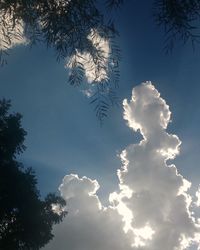 Low angle view of tree against sky