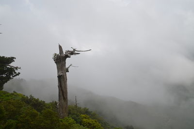 Low angle view of tree against sky