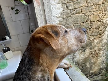 Close-up of a dog looking away