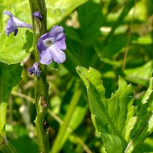 Close-up of purple flowers