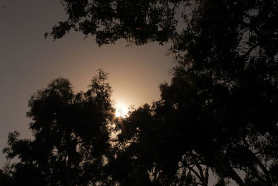 Low angle view of silhouette trees against sky