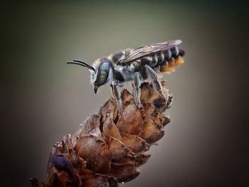 Close-up of insect on dry plant