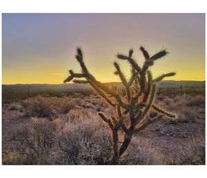 Close-up of silhouette plant on field against sky at sunset