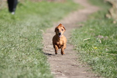 Portrait of dog running on field