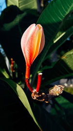 Close-up of orange day lily blooming outdoors