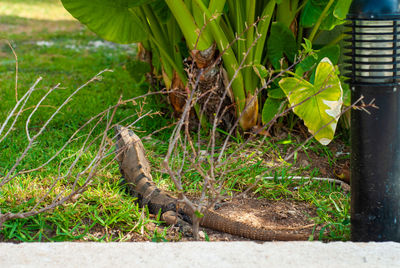 View of a lizard on land