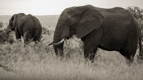 View of elephant on field