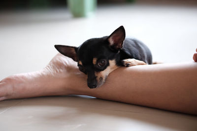 Close-up of dog on leg