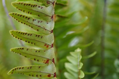 Close-up of succulent plant