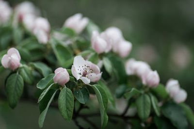 Close-up of white flowering plant