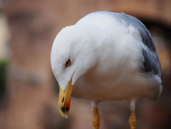 Close-up of white owl