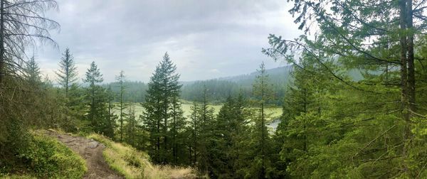 Pine trees in forest against sky