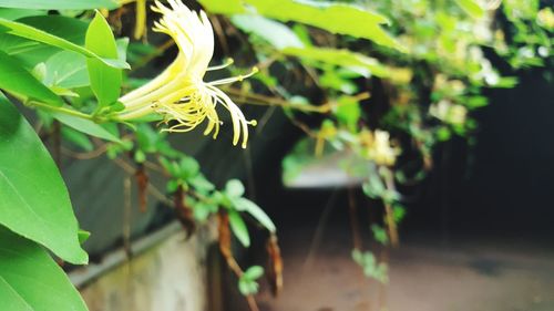 Close-up of plant