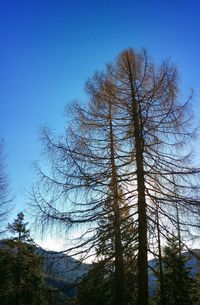 Low angle view of bare trees against clear blue sky