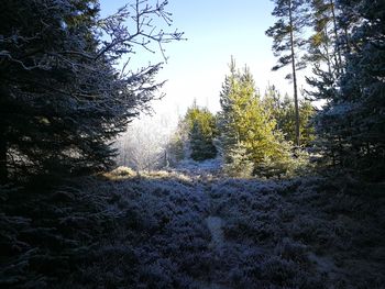 Scenic view of forest against clear sky