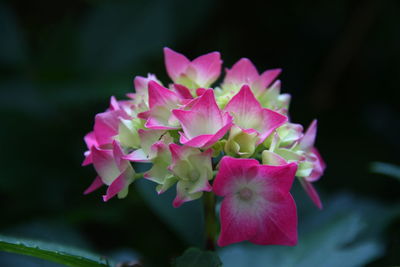 Close-up of pink flowering plant