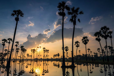 Silhouette palm trees against sky during sunset