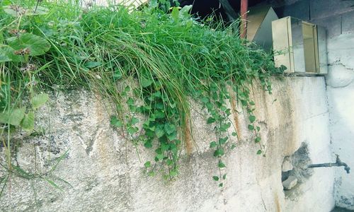 Plants growing against wall