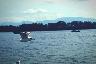 Swans swimming in sea against sky