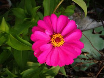 Close-up of pink flower