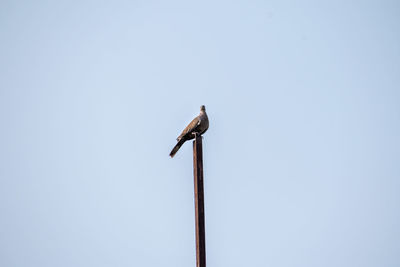 Low angle view of bird perching on pole against clear sky