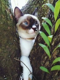 Close-up portrait of cat