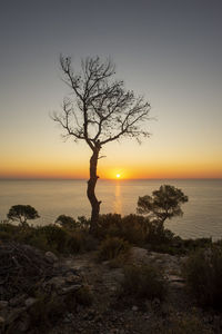 Silhouette bare tree by sea against sky during sunset