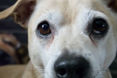 Close-up portrait of dog