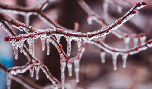 Close-up of frozen plant