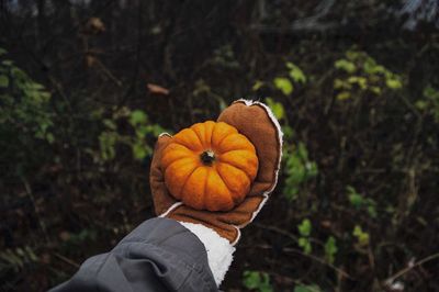 Close-up of hand holding pumpkin