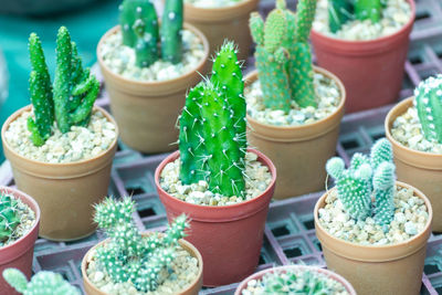 High angle view of potted plants