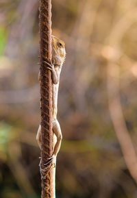 Close-up of lizard on tree