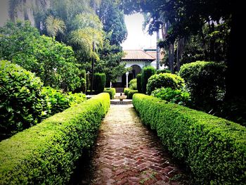 Narrow pathway along trees