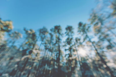 Low angle view of trees against blue sky