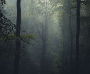 Trees in forest