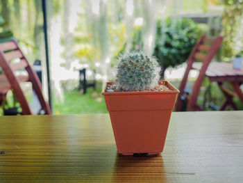 Close-up of potted plant on table