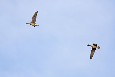 Low angle view of seagull flying against clear sky