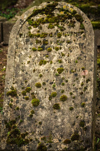 Close-up of moss growing on rock