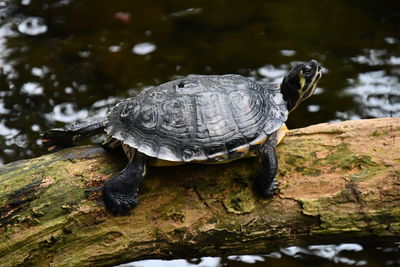 Turtle on a tree