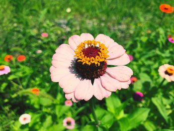 High angle view of gerbera daisy