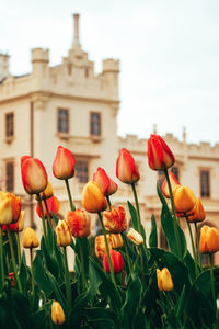Close-up of orange tulips against building