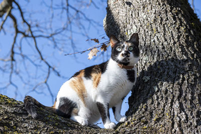 Cat sitting on tree trunk