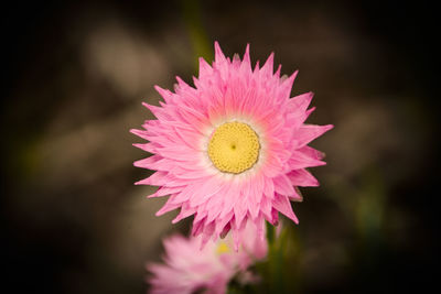 Close-up of pink flower