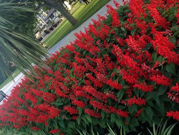 Close-up of red flowers