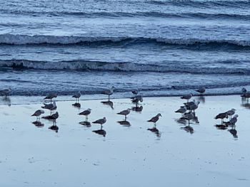 Flock of birds in lake during winter
