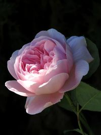 Close-up of pink rose flower against black background